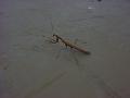 Praying mantis comes to camp